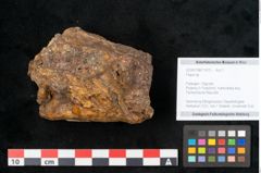 Foto (Objekt + Etikett) von Fagus sp. (NHMW-GEO-2024-0188-11470)